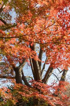 秋の気配・色づくモミジ 秋の気配・色づくモミジ 紅葉,秋,モミジの写真素材