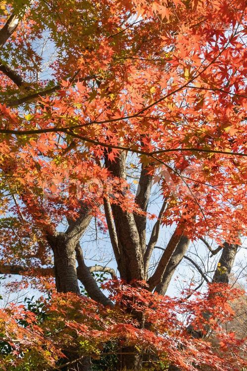 秋の気配・色づくモミジ 紅葉,秋,モミジの写真素材