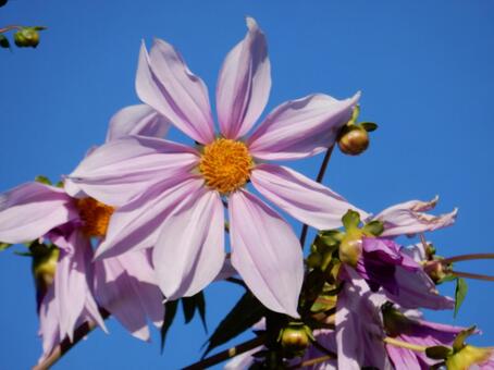 【花の写真】皇帝ダリア 皇帝ダリア,コウテイダリア,植物の写真素材