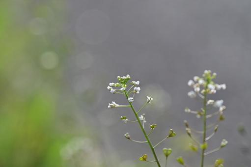かわいいなずなの花 かわいいなずなの花の写真