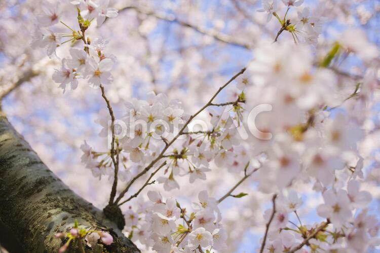 桜 春,花,桜の写真素材