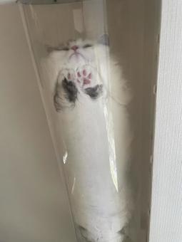 猫 猫の写真