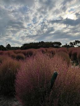 秋のコキアの写真