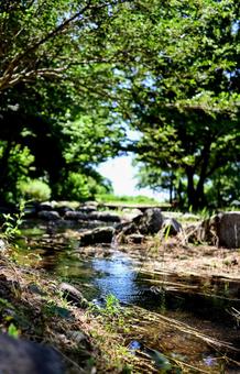 夏の散歩道、せせらぎの音 夏の散歩道、せせらぎの音の写真