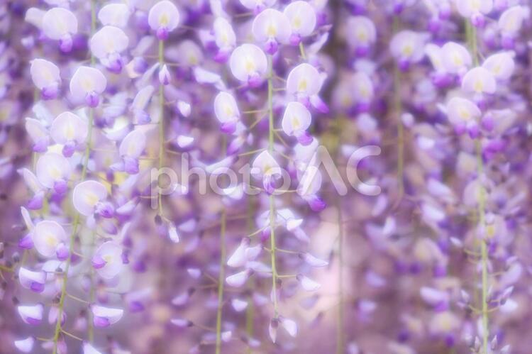 美しい藤の花_ソフトフォーカス 藤,花,背景の写真素材
