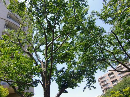 五月の緑風景-34 五月,緑,風景の写真素材