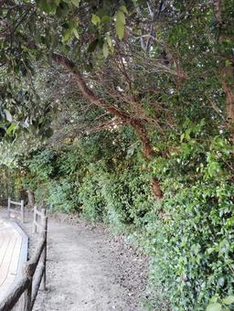 散歩道2 散歩道,木の葉,葉っぱの写真素材