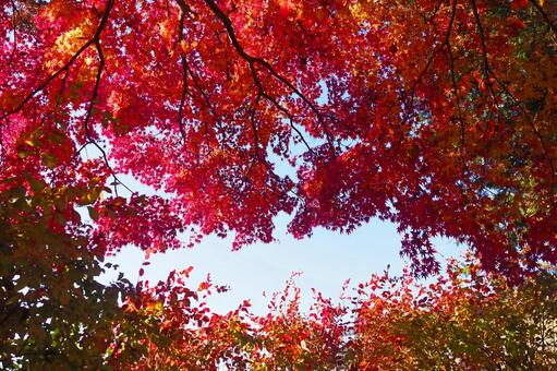 美しい紅葉 もみじ,紅葉,秋の風景の写真素材