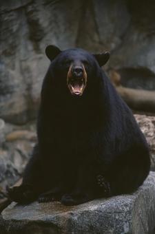 動物園で吠える迫力あるクマ 動物園で吠える迫力あるクマの写真