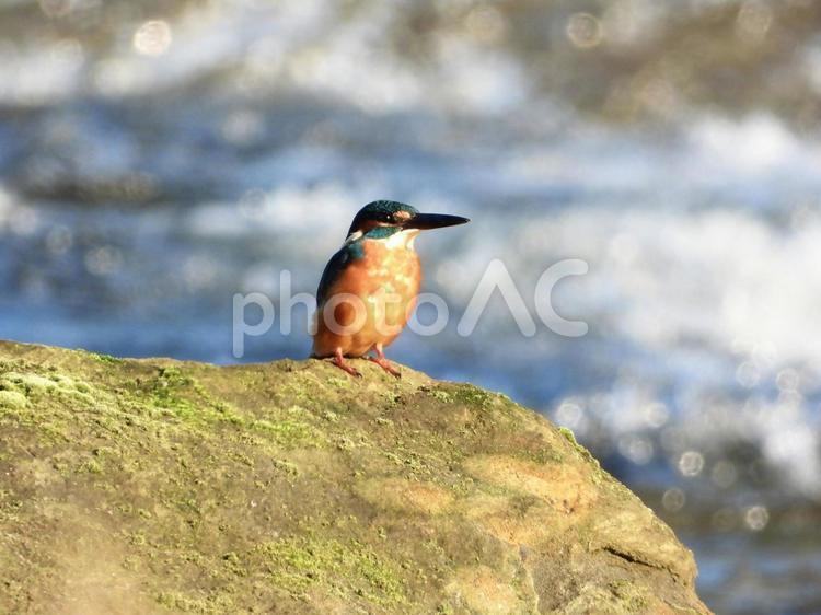 岩の上に立つカワセミ 鳥,野鳥,カワセミの写真素材