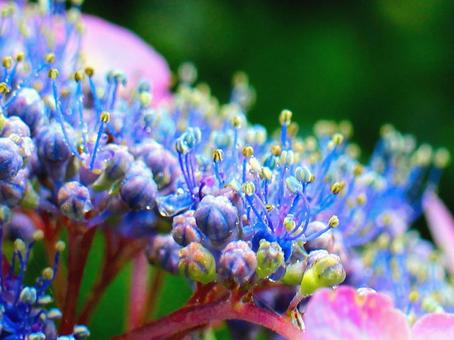 日本の花 日本の花の写真