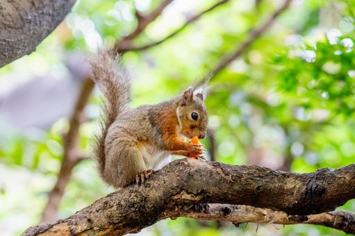 ニホンリス 井の頭動物園 ニホンリス 井の頭動物園 ニホンリス,リス,動物の写真素材