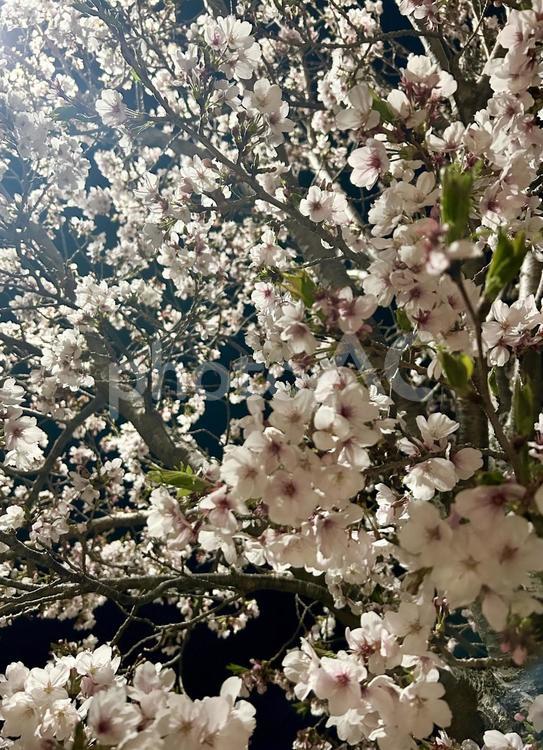 お花見で宴会の夜に満開の夜桜が美しい（縦 桜,夜桜,宴会の写真素材