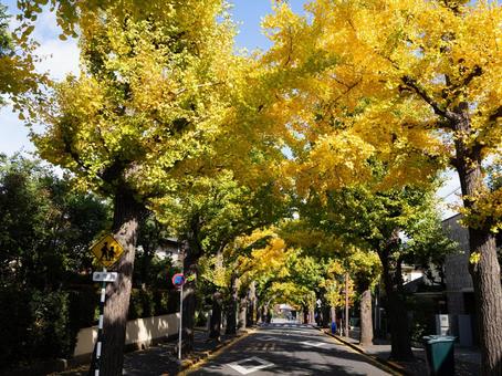 田園調布イチョウ並木２ 秋,木,もみじの写真素材