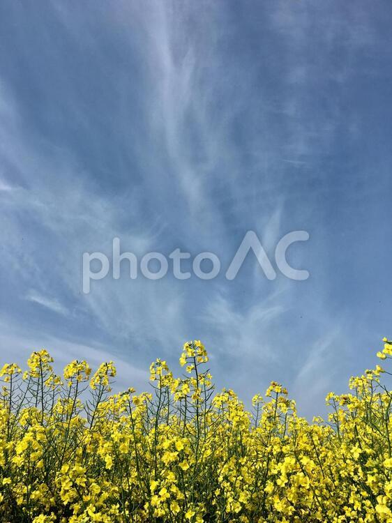 満開の菜の花畑 菜の花,なのはなナノハナ,菜の花畑の写真素材