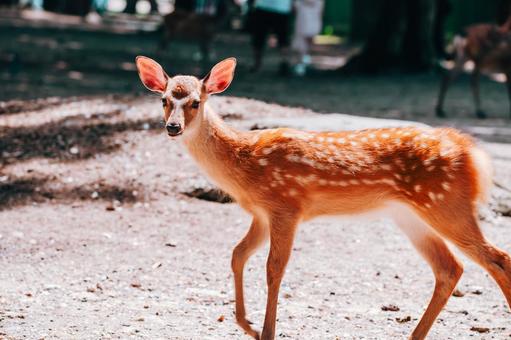 結構私、スタイルいいですよね 鹿,動物,哺乳類の写真素材
