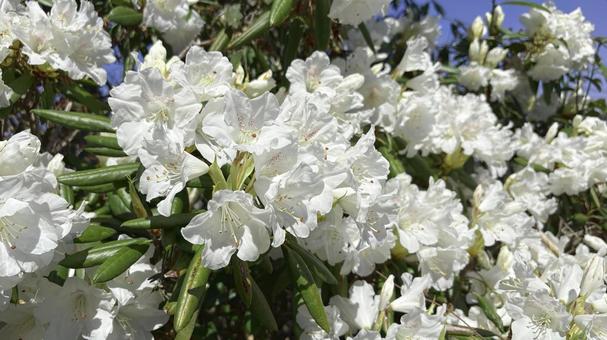 純白の花が咲き誇る初夏の風景 純白の花が咲き誇る初夏の風景 白花,開花,群生の写真素材
