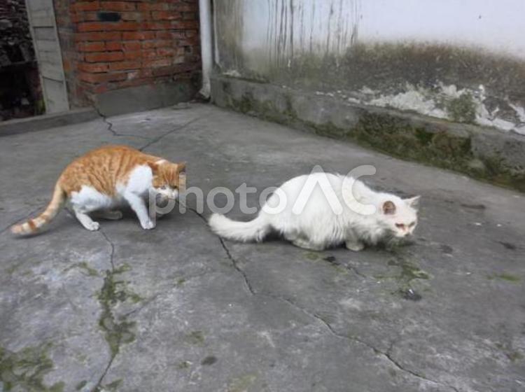 中国　綿陽の団地にいた野良猫　2 綿陽,団地,猫の写真素材