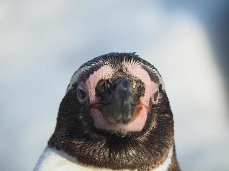 フンボルトペンギンのキメ顔 フンボルトペンギンのキメ顔の写真