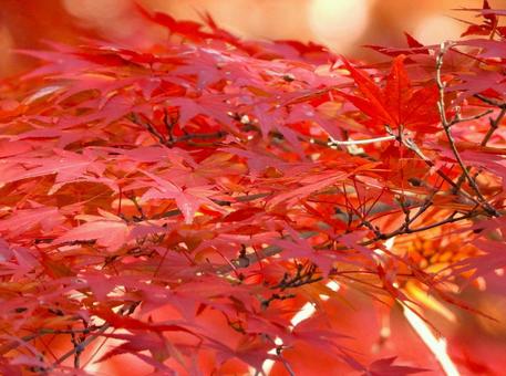 紅葉2 紅葉,モミジ,赤の写真素材