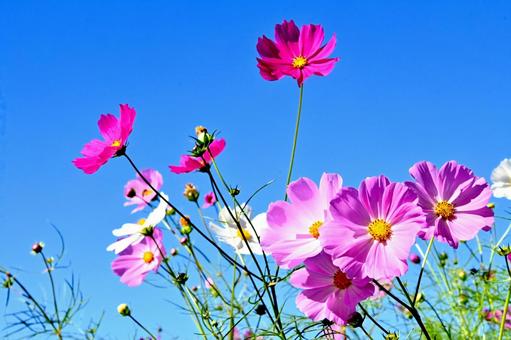 青空にピンク色が映えるコスモスの花 青空にピンク色が映えるコスモスの花 コスモス畑,コスモス,ピンク色の写真素材