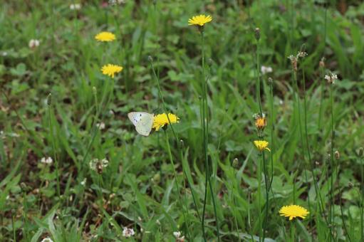 タンポポに止まるモンキチョウ タンポポに止まるモンキチョウの写真