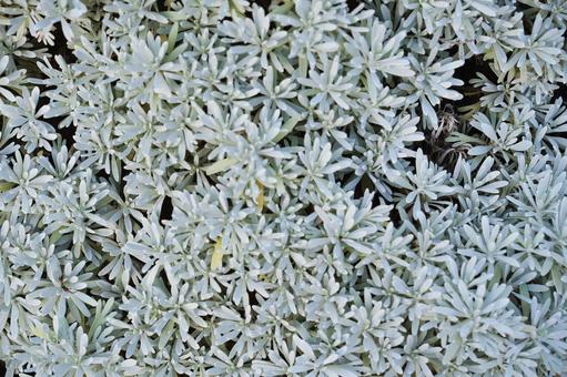 白い葉が密生した植物の背景 白い葉が密生した植物の背景 植物,葉,白の写真素材