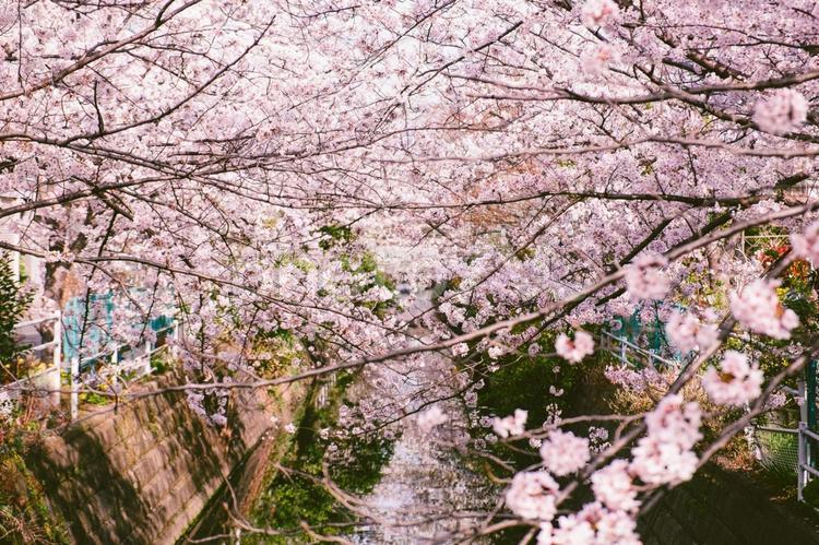 川沿いの桜 桜,開花,満開の写真素材