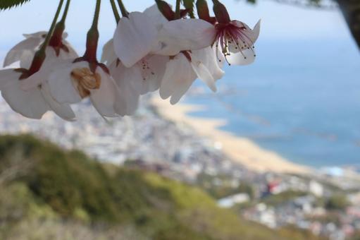 山から見下ろす海岸と桜 山から見下ろす海岸と桜の写真