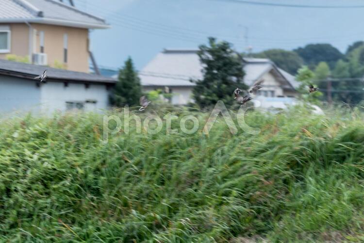 横っ飛びのムクドリの群れ 動物,夕方,小鳥の写真素材