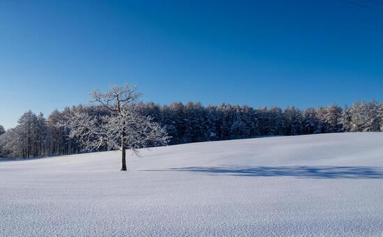 白銀の雪原に佇む霧氷の孤高の樹 霧氷,樹氷,一本木の写真素材