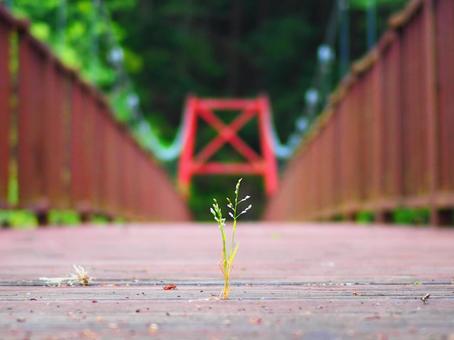 Photo, suspension bridge, landscape, plant, 