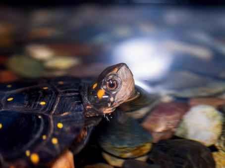 水中のキボシイシガメ 水中のキボシイシガメの写真
