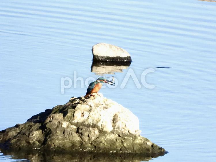 魚を咥えるカワセミ 鳥,野鳥,カワセミの写真素材