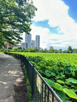 上野公園 池 上野公園 池の写真