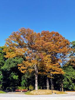 公園 福岡,公園,秋の写真素材