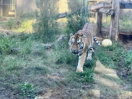 歩いてくるトラ トラ,虎,動物園の写真素材