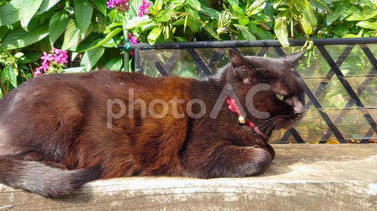 陽だまりの黒猫 猫,黒猫,陽だまりの写真素材
