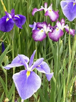 初夏に咲き誇る色とりどりの花菖蒲 初夏に咲き誇る色とりどりの花菖蒲 花菖蒲,ハナショウブ,紫色の写真素材