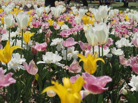 Photo, tulip, lare, spring, 