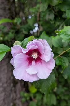 Pink Rose of Sharon, JPG