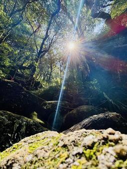 Yakushima, JPG