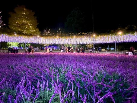 イルミネーション イルミネーション イルミネーション,ライトアップ,花の写真素材