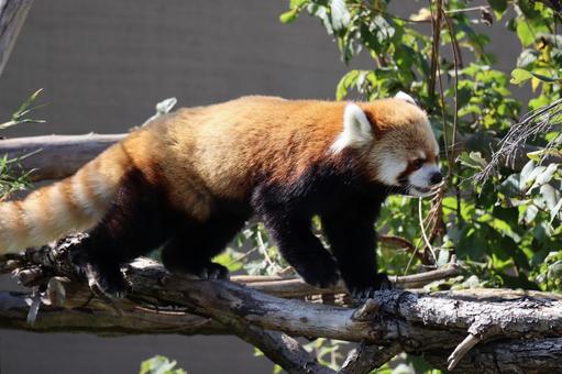 木の上を歩くレッサーパンダ 木の上を歩くレッサーパンダ レッサーパンダ,小動物,動物の写真素材