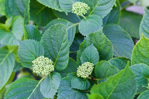 アジサイ 紫陽花,梅雨,5月の写真素材