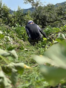 農家とサツマイモ 小田原,田舎,都市農地の写真素材