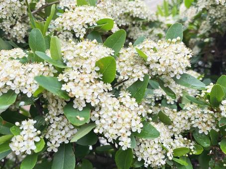 ピラサンカの花 ピラサンカの花 白い花,ピラサンカ,花の写真素材