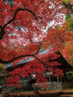 紅葉 紅葉 大國寺,兵庫県,仏閣の写真素材