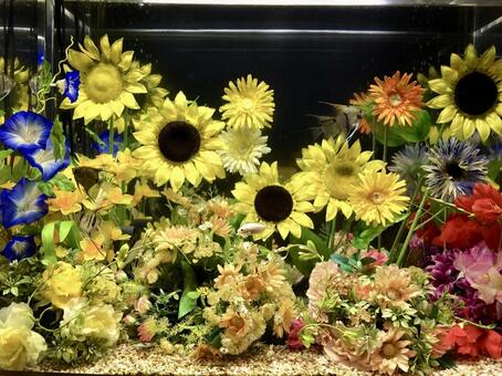 水族館 水族館,アクア,アクアテラスの写真素材