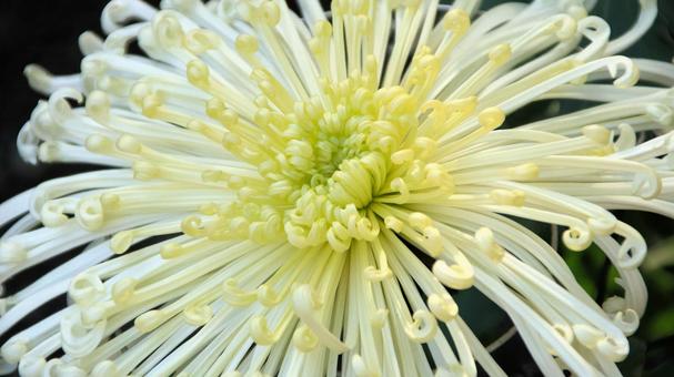 楽寿園の菊まつりにて 菊,秋,花の写真素材